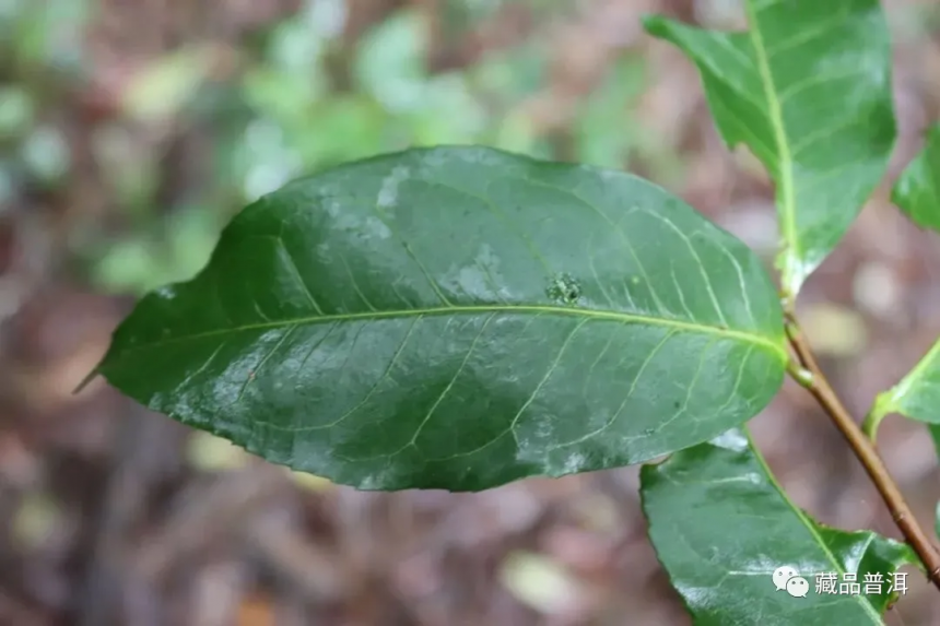 解析临沧茶区：勐库十八寨，寨寨出好茶，冰岛茶何以冠绝天下？